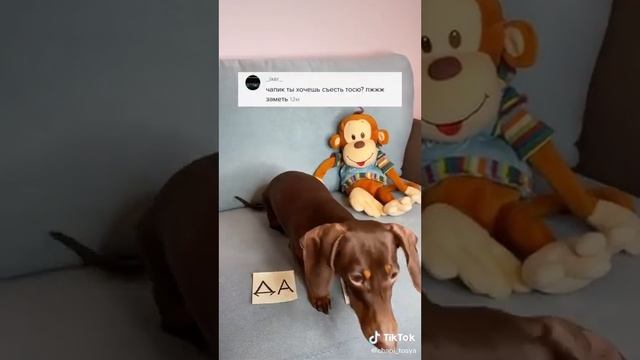 Чапик 💖👍💚😂🌌🌌🌌🌌