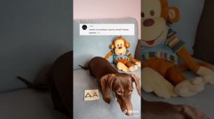 Чапик 💖👍💚😂🌌🌌🌌🌌