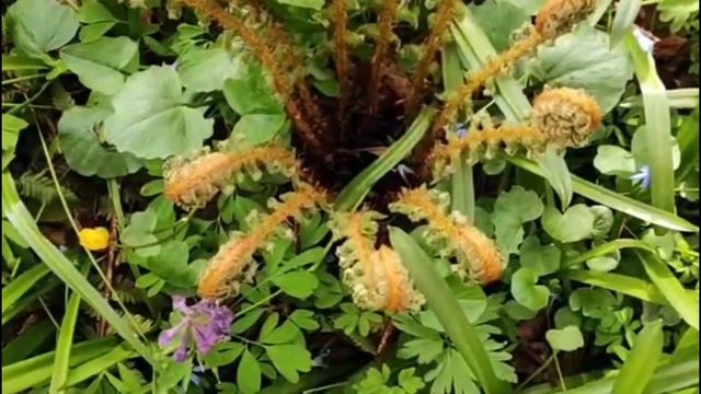 Камелия под тенью белых лилий - Пролог смотреть онлайн