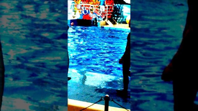 морской лев смотреть онлайн