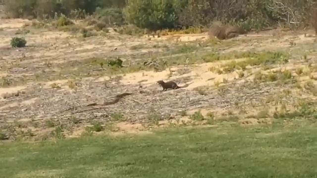 Ostrich kill hyenas to save eggs|ostrich killed tiger| ostrich attack monkey смотреть онлайн