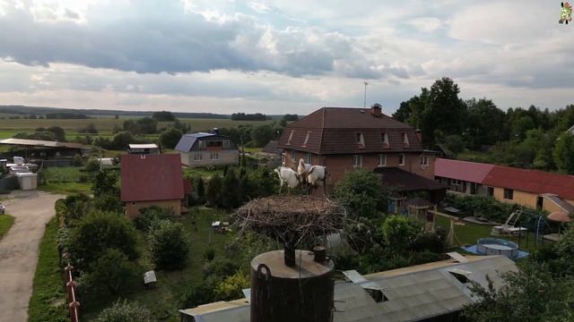 Аисты, просто аисты #аисты