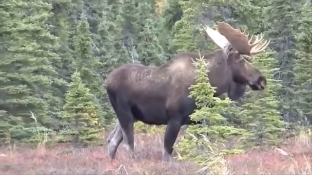 Охота на лося!!! смотреть онлайн