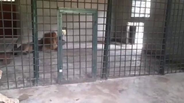 Знакомство Симбы с Фионой! смотреть онлайн
