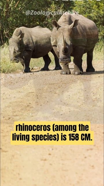 Rhinos | 12 hooves смотреть онлайн