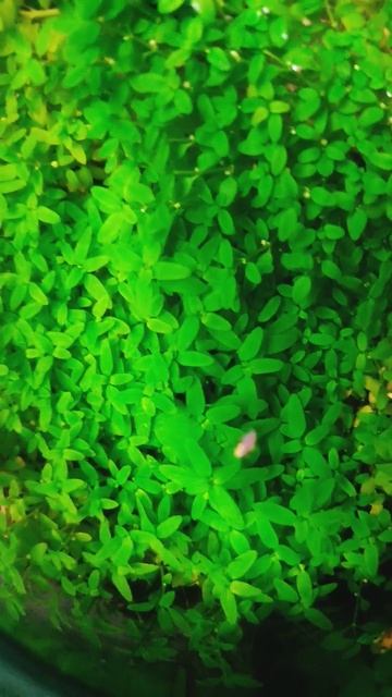 carpet plants #elatine смотреть онлайн