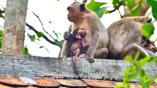 OH, God… Young Mom Laboring To Give Birth Newborn Baby Monkey, Baby Born Looks Small Newborn &💔p:oo