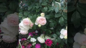 Роза Stephanie Baronin zu Guttenberg (Стефани Баронин Цу Гуттенберг). Tantau Германия, 2010г