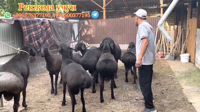 Ноокат Хозяйство Усун таксырдын коросу Тайсон атту кочкору @BARPYKG смотреть онлайн