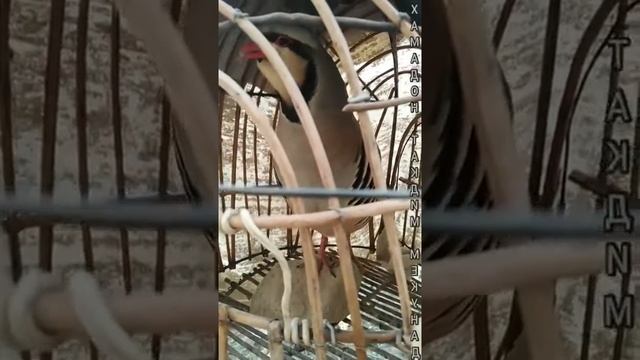 Сураки Хамадони смотреть онлайн