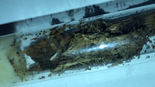 Termit Kolonimi Nasıl Büyütüyorum? / Ak Karınca / Kalotermes flavicollis смотреть онлайн