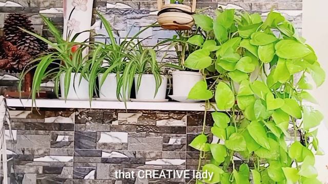 Tips for healthy Money plant| Pothos care|Money plant को घना कैसे करें#moneyplant смотреть онлайн