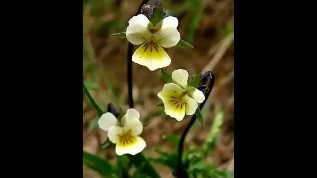 Прекрасные моменты и мелодия.mp4 смотреть онлайн