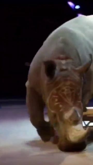 дрессированный носорог! #носорог #дрессировка #jump #trainer#rhinoceros#цирк#animals#gymnast#trick смотреть онлайн