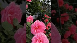 Розы Ютерзен Розенпринцессен и Розариум Ютерзен, вейгела Variegata