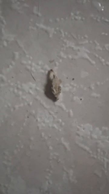 Tinea Pellionella (September 14, 2023)