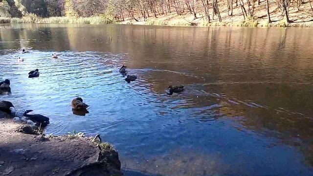 Утиный банный день в Голосеевском лесу. Киев. 14.10.2016 смотреть онлайн