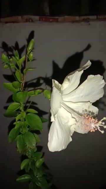 White hibiscus......🌼#shortvideo #nature #viral смотреть онлайн