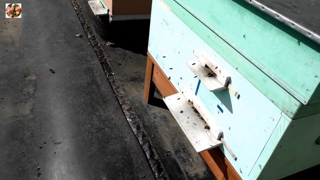 Медосбор опять продолжается! смотреть онлайн