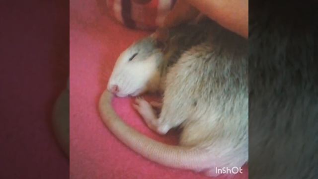 Little Cheeki Baby Rat смотреть онлайн