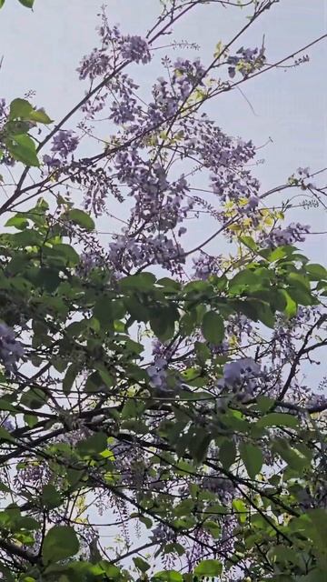 🌺🌺🌺 Глициния зацвела‼️🌺🌺🌺 #цветы #красивыецветы #сочи2024 #flowers смотреть онлайн