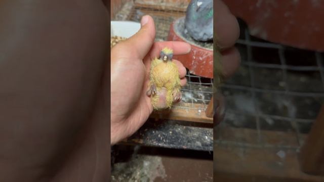 The little pigeon was well fed on the third day. #pigeon #pigeonsbaby #birds смотреть онлайн