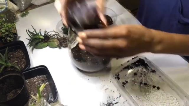Succulent Arrangement DIY Tutorial Just a pretty plant lover смотреть онлайн