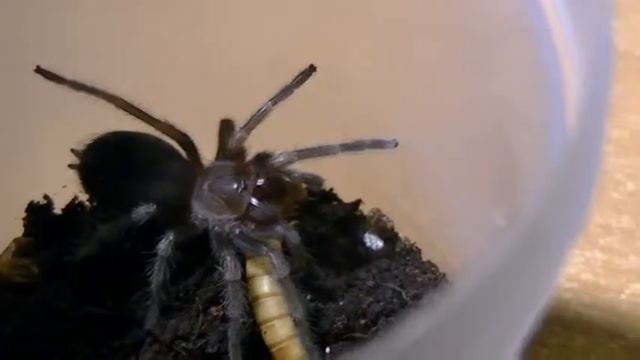 Brachypelma Auratum L6 смотреть онлайн