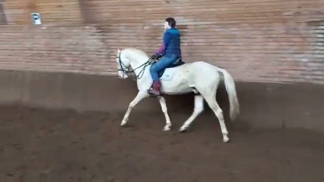 Продаётся ахалтекинский жеребец Амулет Akhal-Teke stallion Amulet for sale https://akhaltekellc.com смотреть онлайн