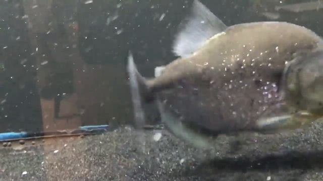 A closer look, Ultra Rare black marble Piranha very few in captivity смотреть онлайн