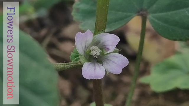 Natural Video EP-15 | Malva pusilla Plant Videography смотреть онлайн