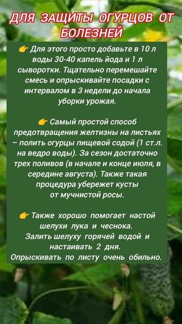 Для защиты огурцов от болезней #огород #огурцы #огородкруглыйгод #рассада #shortvideo #реки смотреть онлайн