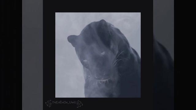 ~ Эстетика Пантер ~( ˘ ³˘)♥ смотреть онлайн