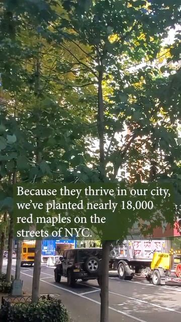 Like most New Yorkers, red maple trees are tough + street smart! Learn more about urban forest! смотреть онлайн