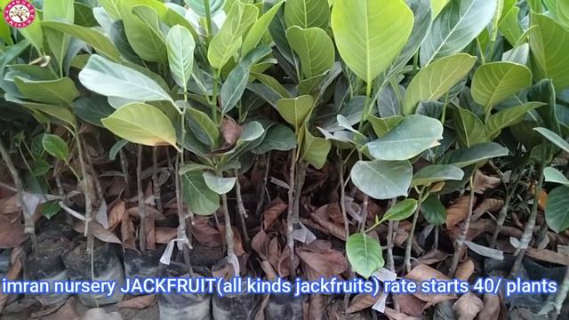 IMRAN NURSERy Today's video is about the price of some fruit trees.Domestic and foreign fruits plan смотреть онлайн