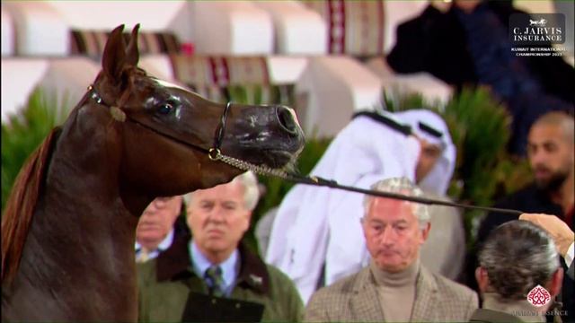 N 236 RUBINA AE 10th Kuwait International Championship 2023 Mares 4 6 Years Old Class 7B смотреть онлайн