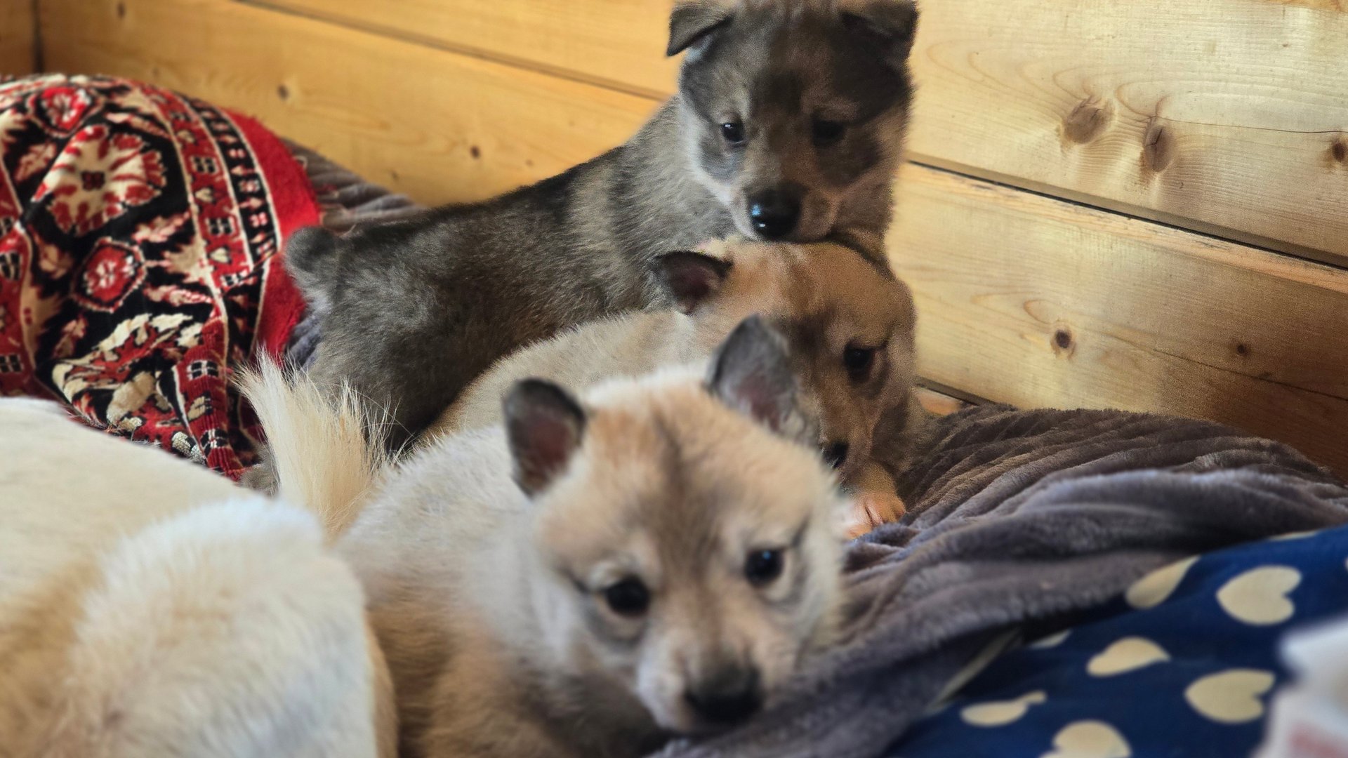 Клеймение щенков на 23 февраля