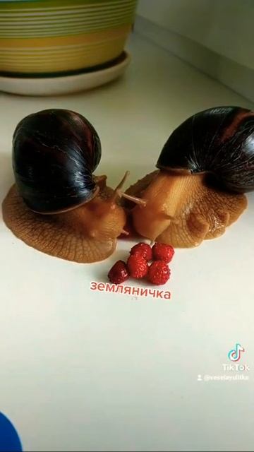 Две Улитки едят Землянику😍