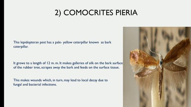 Pest of rubber смотреть онлайн