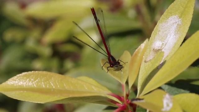 INCREDIBLE INSECTS | CALMING MUSIC FOR STRESS RELIEF | ENTERTAINMENT VIDEO | UNIQUE NATURE