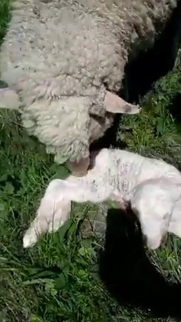 Ехала по дороге , мимо бежала овечка ... из нее висели ноги ягненка ... я его вытащила с нее 😍 смотреть онлайн