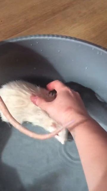 Купание крысы