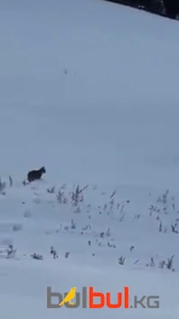 Рысь в Нарынской областьи смотреть онлайн