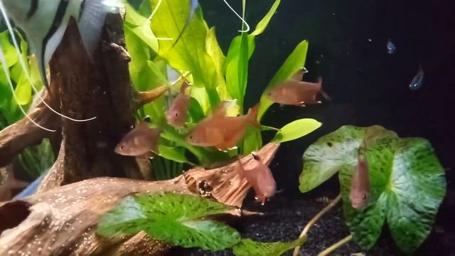 Trochę moich bystrzyków przy karmieniu:) смотреть онлайн