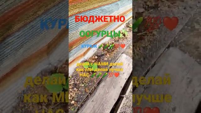 БЮДЖЕТНЫЕ ОГУРЦЫ КУРАЖ С ДУШОЙ 🥒🥒🥒💯❤️... смотреть онлайн