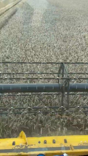 Пшеница сорт гром смотреть онлайн