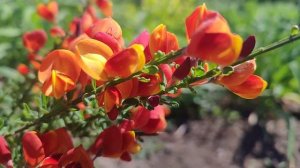 Ракитник «Лена» в нашем саду. 5.05.2024 г