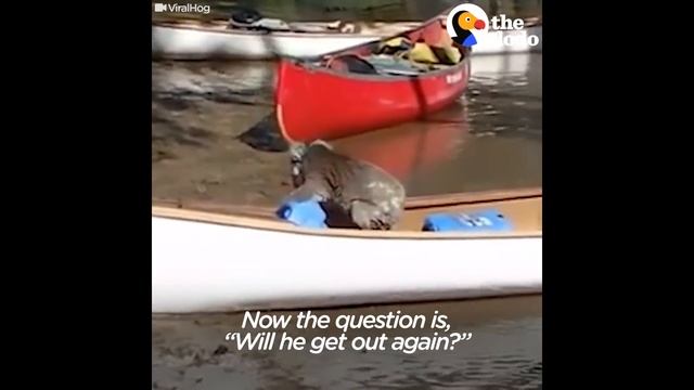 Koala Bear Stranded In Tree Gets Rescued In A Canoe | The Dodo смотреть онлайн