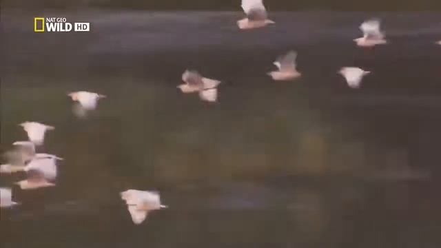 Невероятный мир животных смотреть онлайн