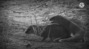 Animal mating (Mongoose mating)